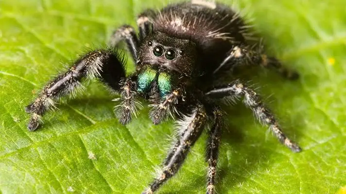 Araña tema para Windows 10 Imagen de presentación 4