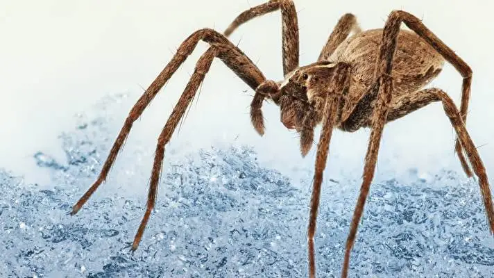 Araña tema para Windows 10 Imagen de presentación 5