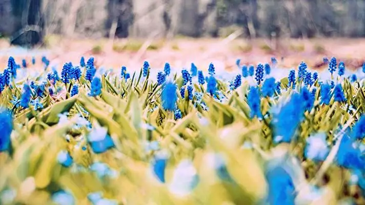 Primavera tema per Windows 10 Immagine di presentazione 5