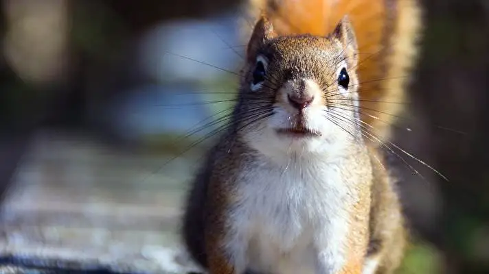 Sincap 2 Windows 10 için tema Slayt gösterisi görüntüsü 5