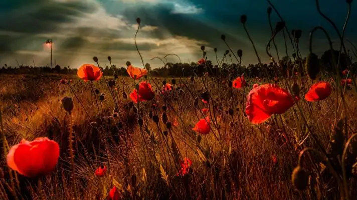 Summer Flowers theme for Windows 10 Slideshow image 1