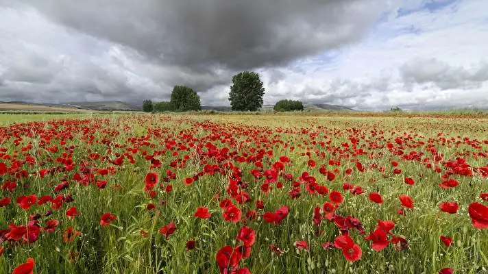 Summer Flowers theme for Windows 10 Slideshow image 2