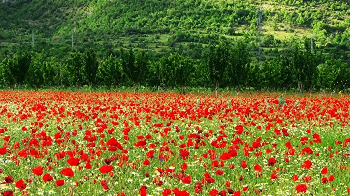 Summer Flowers theme for Windows 10 Slideshow image 3