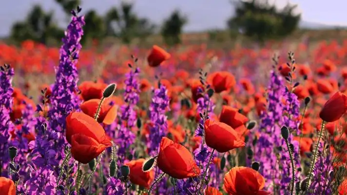 Summer Flowers theme for Windows 10 Slideshow image 4