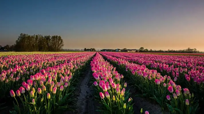 Summer Flowers theme for Windows 10 Slideshow image 5