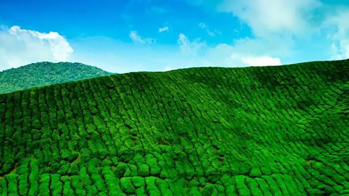 Tea Plantation theme for Windows 10 Slideshow image 1