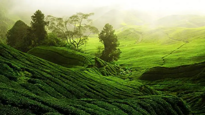 Tea Plantation theme for Windows 10 Slideshow image 2