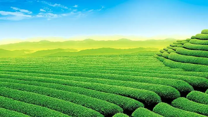 Tea Plantation theme for Windows 10 Slideshow image 3