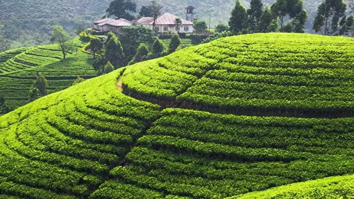 Tea Plantation theme for Windows 10 Slideshow image 5
