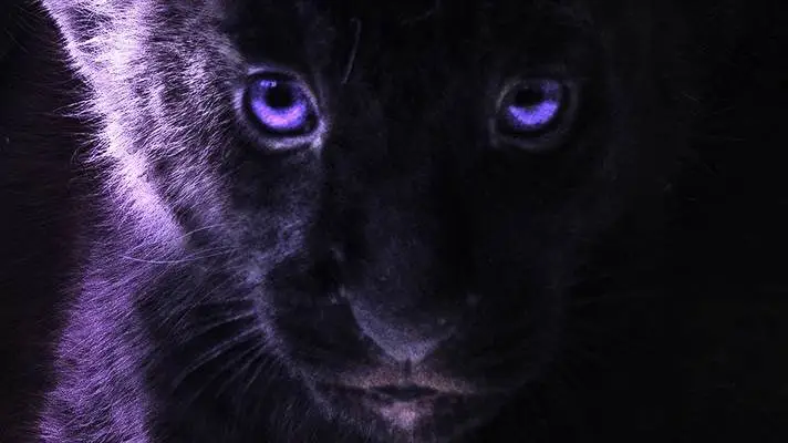 The Lion King 2019 theme for Windows 10 Slideshow image 1