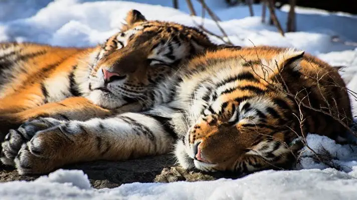 Tijger thema voor Windows 10 Diavoorstelling afbeelding 4