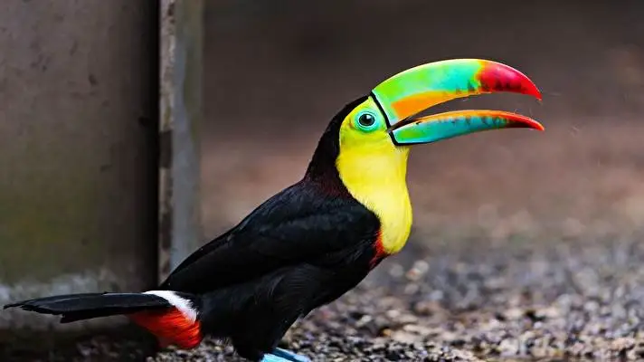 Tucano tema per Windows 10 Immagine di presentazione 2