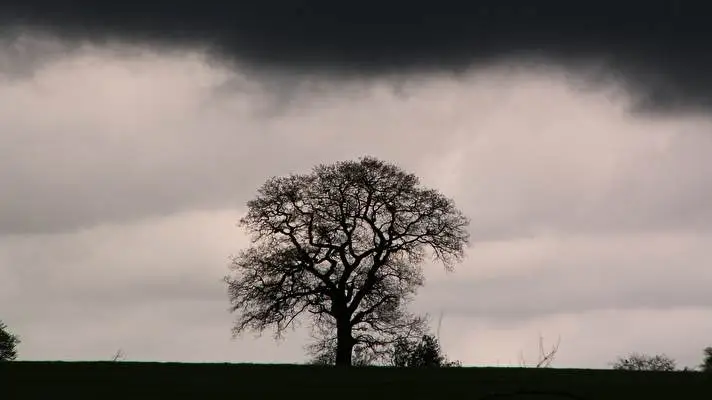 木 Windows 10用テーマ スライドショー画像 1