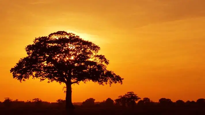 木 Windows 10用テーマ スライドショー画像 2