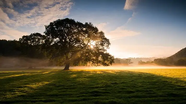 木 Windows 10用テーマ スライドショー画像 3