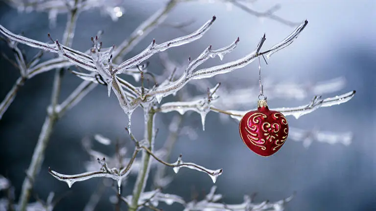 Decoração de Árvores tema para Windows 10 Imagem de slideshow 5