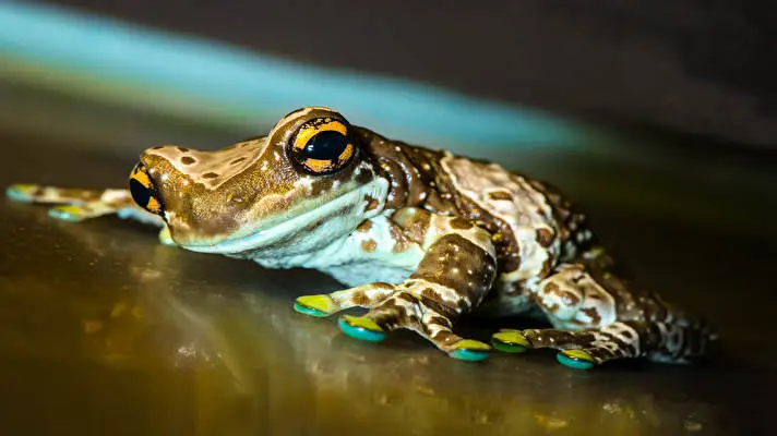 Rana de Árbol tema para Windows 10 Imagen de presentación 4
