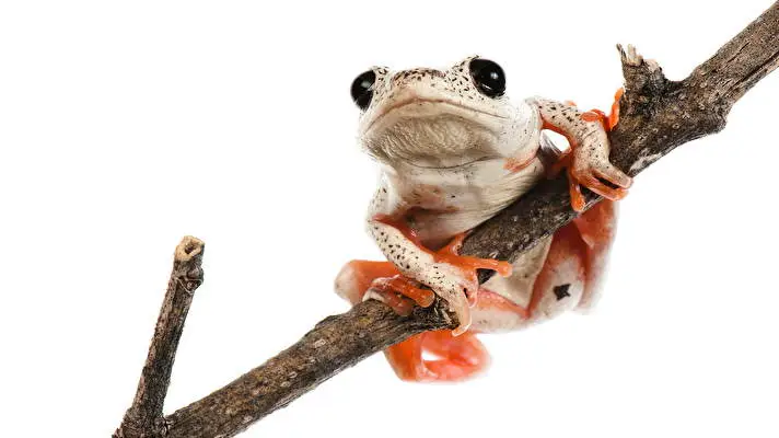 Rana de Árbol tema para Windows 10 Imagen de presentación 5