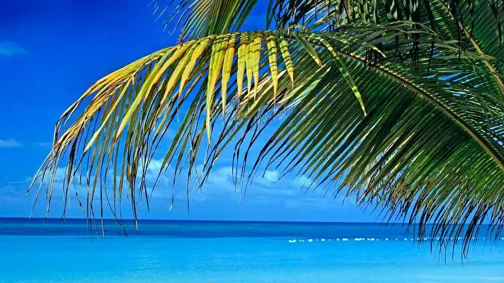 Tropical theme for Windows 10 Slideshow image 4