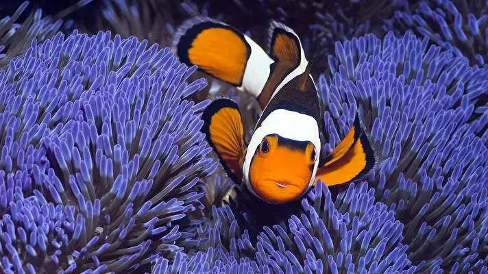 Pez Tropical tema para Windows 10 Imagen de presentación 3