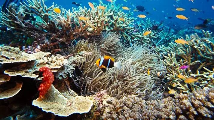 Pez Tropical tema para Windows 10 Imagen de presentación 4