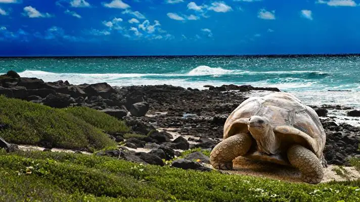 Kaplumbağa Windows 10 için tema Slayt gösterisi görüntüsü 2