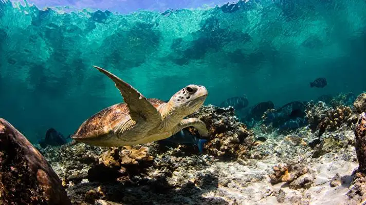 Kaplumbağa Windows 10 için tema Slayt gösterisi görüntüsü 3