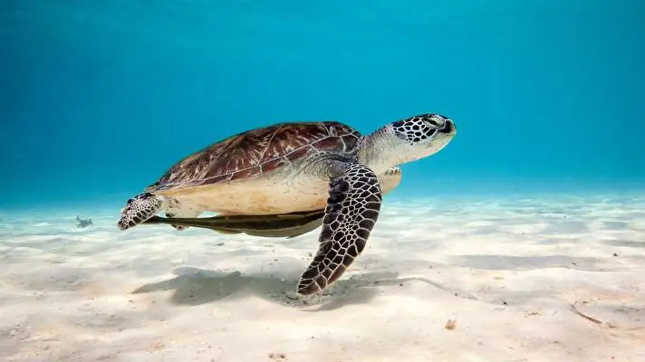 Kaplumbağa Windows 10 için tema Slayt gösterisi görüntüsü 4