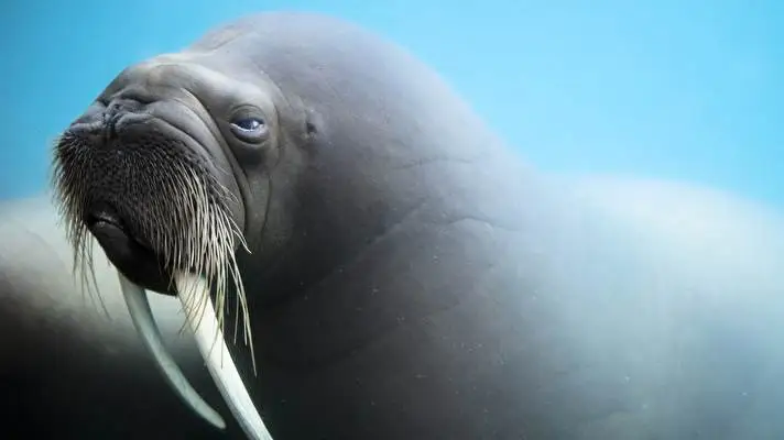 Walrus theme for Windows 10 Slideshow image 4