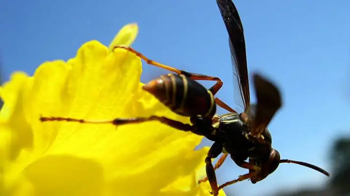 Wasp theme for Windows 10 Slideshow image 1
