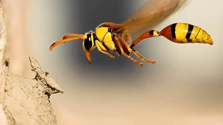 Wasp theme for Windows 10 Slideshow image 2