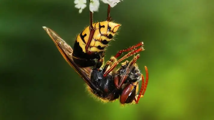 Wasp theme for Windows 10 Slideshow image 5