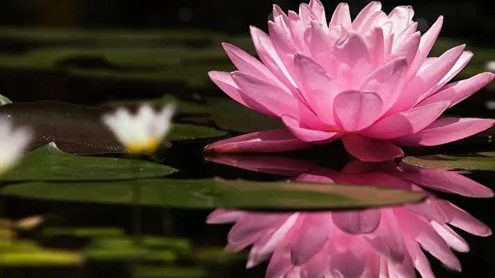 Water Lily theme for Windows 10 Slideshow image 1