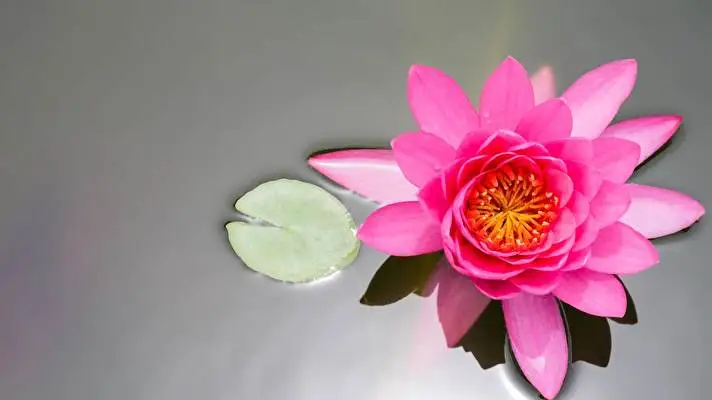 Water Lily theme for Windows 10 Slideshow image 3