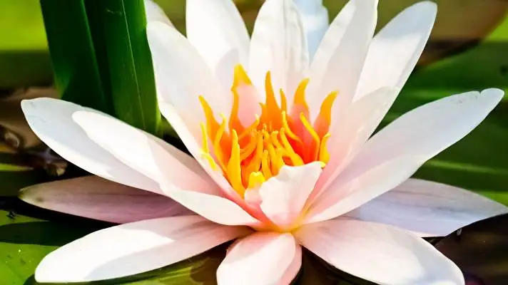 Water Lily theme for Windows 10 Slideshow image 4