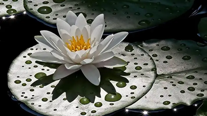 Water Lily theme for Windows 10 Slideshow image 5