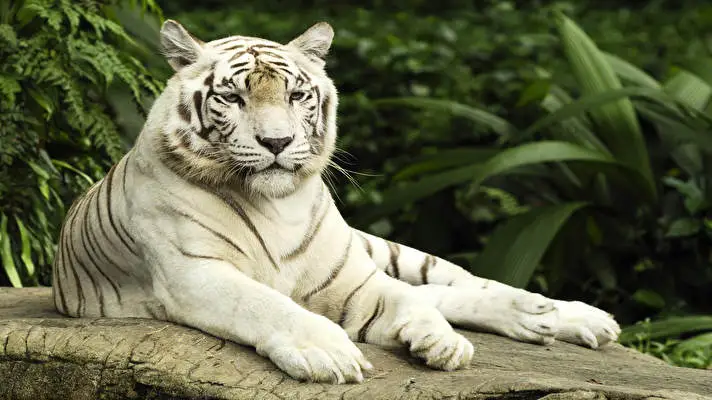 White Tiger theme for Windows 10 Slideshow image 1