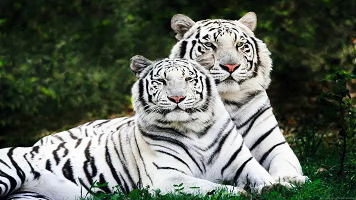 White Tiger theme for Windows 10 Slideshow image 2