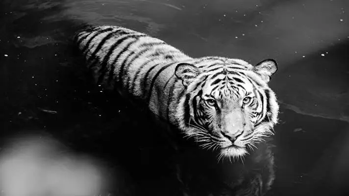White Tiger theme for Windows 10 Slideshow image 3