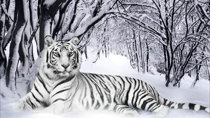 White Tiger theme for Windows 10 Slideshow image 5