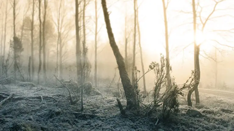 Winterwald Thema für Windows 10 Diashow-Bild 1