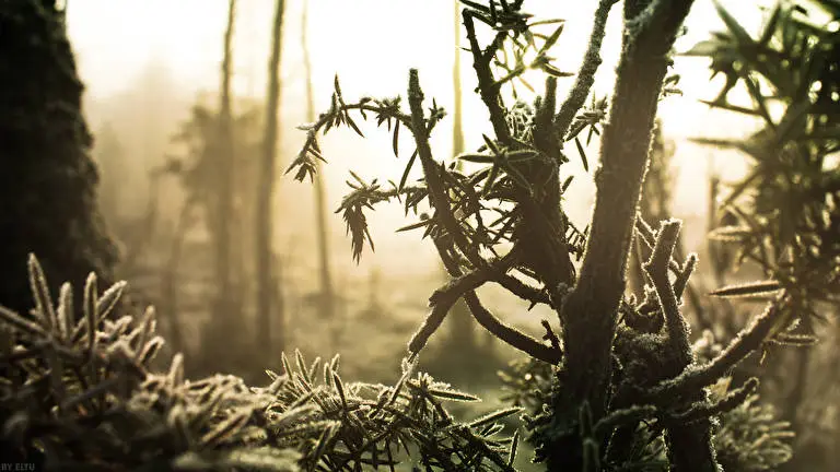 Winterwald Thema für Windows 10 Diashow-Bild 2