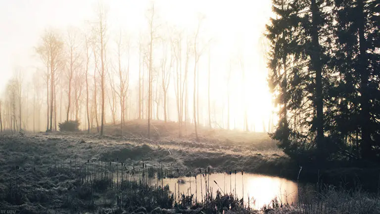 Winterwald Thema für Windows 10 Diashow-Bild 5