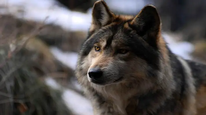 Wolf theme for Windows 10 Slideshow image 2