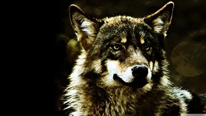 Wolf theme for Windows 10 Slideshow image 5