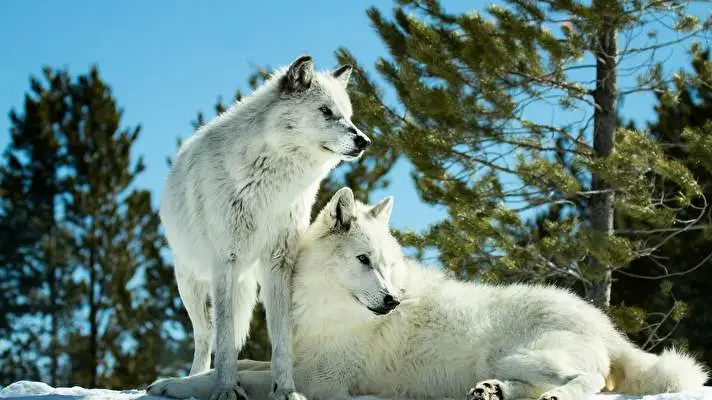 Wolves thema voor Windows 10 Diavoorstelling afbeelding 2