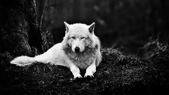 Wolves thema voor Windows 10 Diavoorstelling afbeelding 3