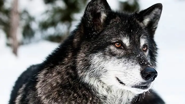 Wolves thema voor Windows 10 Diavoorstelling afbeelding 4