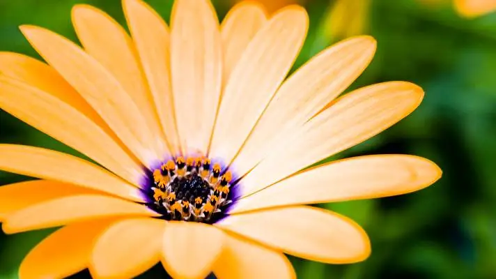 黄色い花 Windows 10用テーマ スライドショー画像 1