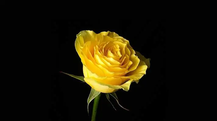 黄色い花 Windows 10用テーマ スライドショー画像 2